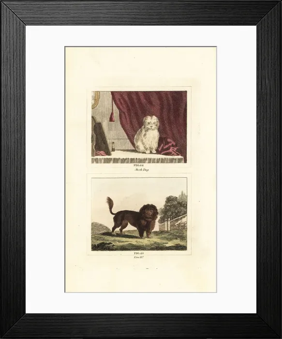 Framed Print : Maltese dog and lion dog Framed Print : Maltese dog and lion dog