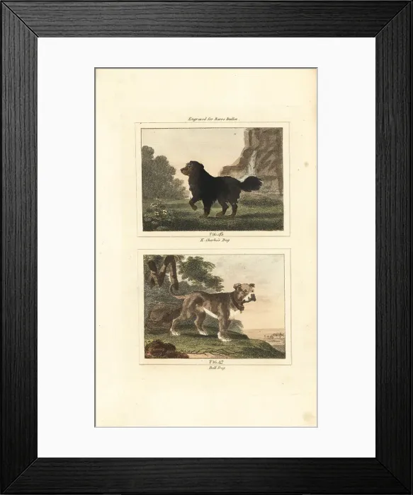 Framed Print : King Charles spaniel and English bulldog Framed Print : King Charles spaniel and English bulldog