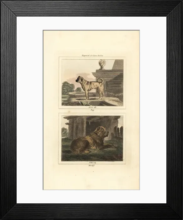 Framed Print : Pug and mastiff Framed Print : Pug and mastiff