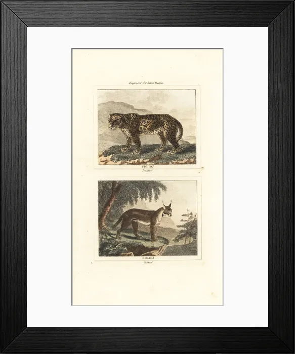 Framed Print : Leopard and caracal Framed Print : Leopard and caracal
