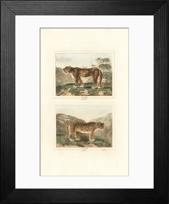 Framed Print : Leopard and snow leopard Framed Print : Leopard and snow leopard