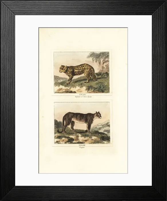 Framed Print : Jaguar and cougar Framed Print : Jaguar and cougar