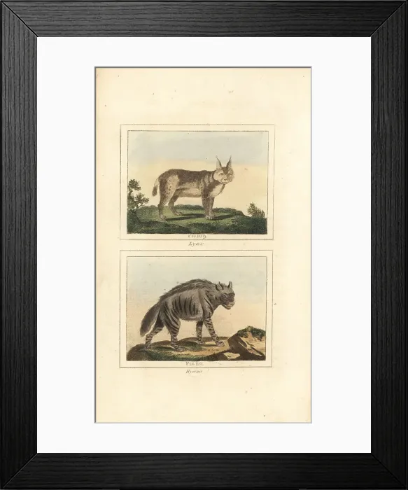 Framed Print : Eurasian lynx and striped hyena Framed Print : Eurasian lynx and striped hyena