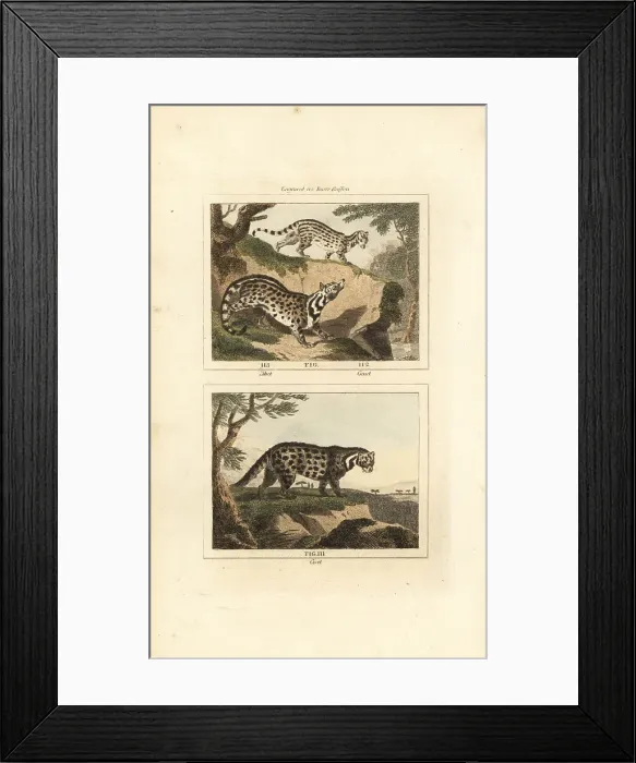 Framed Print : Asiatic civet cat, genet and African civet Framed Print : Asiatic civet cat, genet and African civet