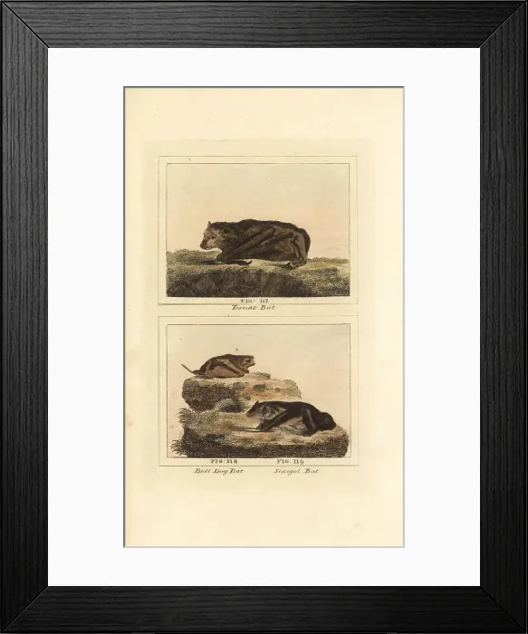 Framed Print : Large flying fox, Pallas's mastiff bat and Schreber's yellow bat Framed Print : Large flying fox, Pallas's mastiff bat and Schreber's yellow bat