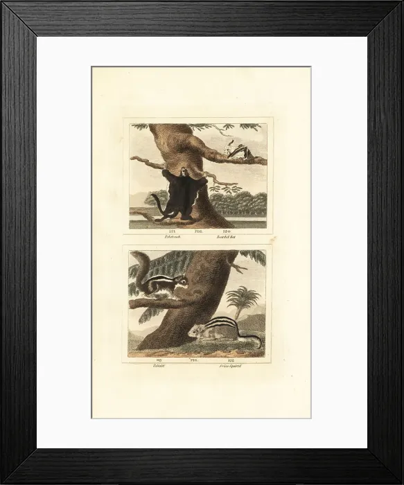 Framed Print : Flying squirrel, hairy long-eared bat, palm squirrel and alpine Framed Print : Flying squirrel, hairy long-eared bat, palm squirrel and alpine