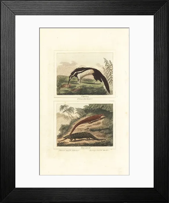Framed Print : Giant anteater, Indian pangolin and long-tailed pangolin Framed Print : Giant anteater, Indian pangolin and long-tailed pangolin