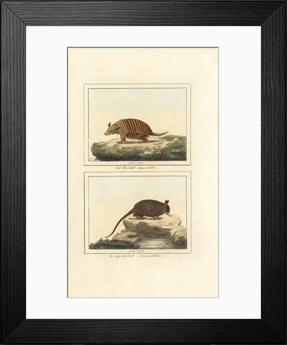 Framed Print : Six-banded and nine-banded armadillo Framed Print : Six-banded and nine-banded armadillo