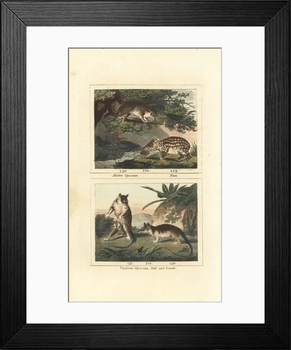 Framed Print : Species of paca and opossum