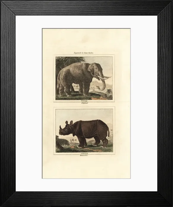 Framed Print : Endangered Asian elephant and Indian rhinoceros Framed Print : Endangered Asian elephant and Indian rhinoceros