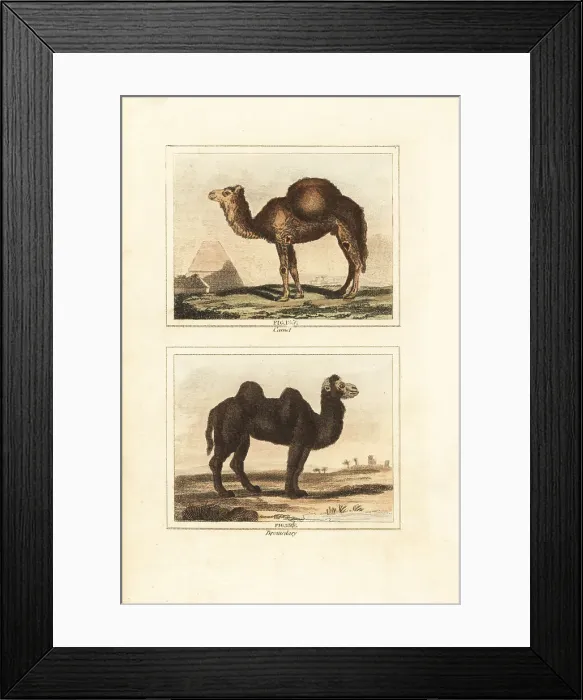 Framed Print : Dromedary and Bactrian camels Framed Print : Dromedary and Bactrian camels
