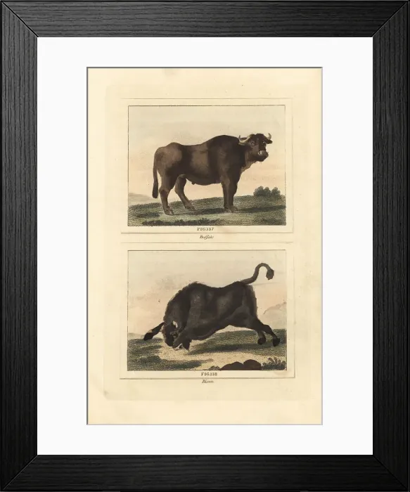 Framed Print : Water buffalo and American bison Framed Print : Water buffalo and American bison