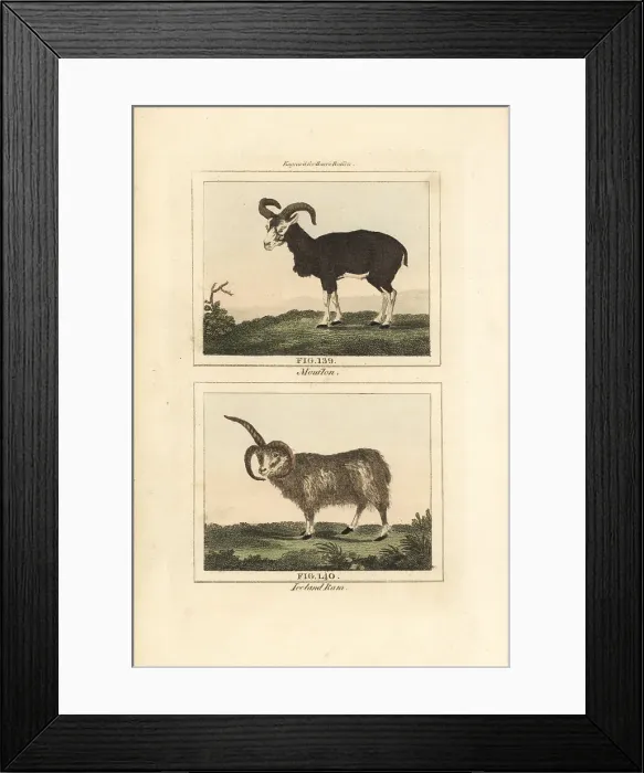 Framed Print : Mouflon and Iceland ram Framed Print : Mouflon and Iceland ram