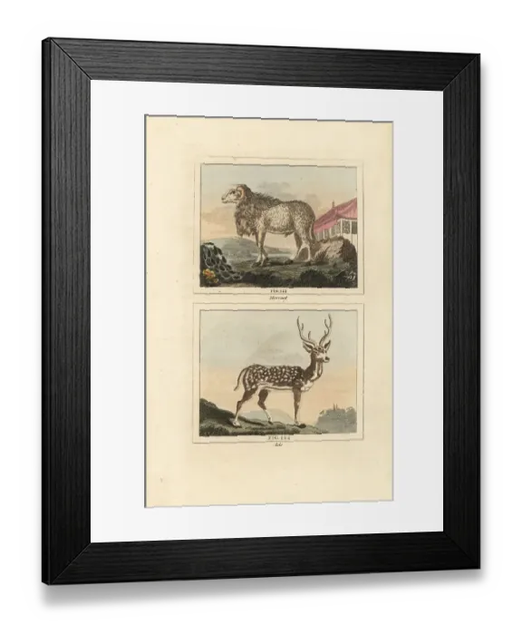 Framed Print : Maned sheep and chital deer Framed Print : Maned sheep and chital deer