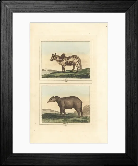 Framed Print : Zebu and tapir Framed Print : Zebu and tapir
