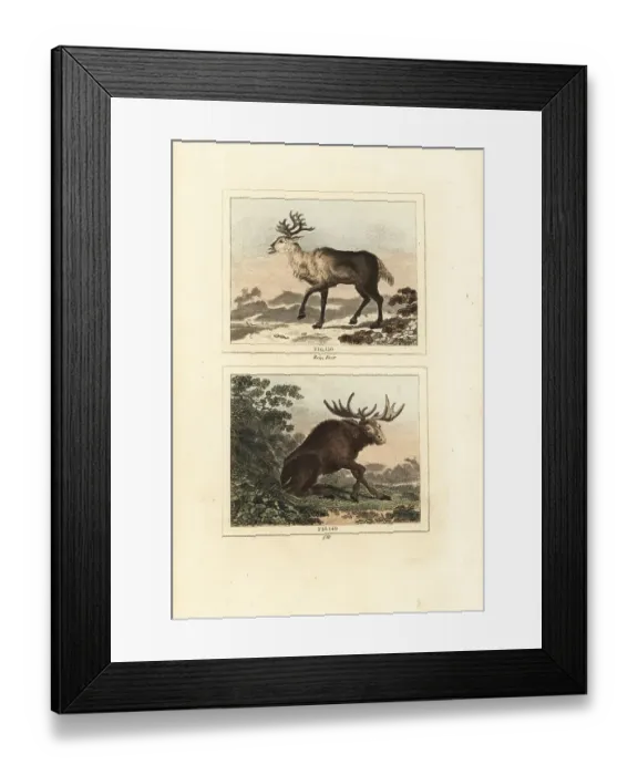 Framed Print : Reindeer and elk Framed Print : Reindeer and elk