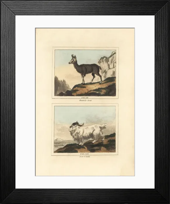 Framed Print : Alpine chamois and male Juda (Whydah) goat Framed Print : Alpine chamois and male Juda (Whydah) goat