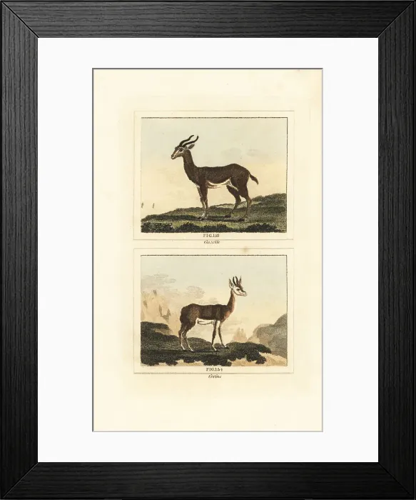 Framed Print : Dorcas gazelle and Senegalese corine Framed Print : Dorcas gazelle and Senegalese corine