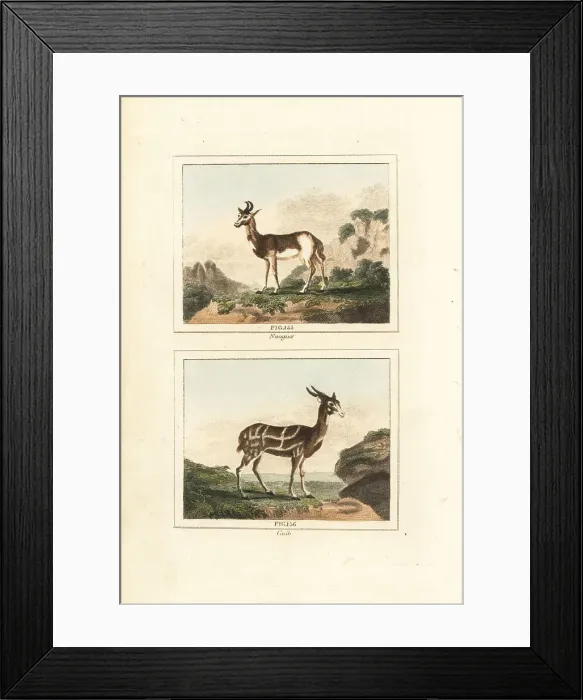 Framed Print : Dama gazelle and harnessed bushbuck Framed Print : Dama gazelle and harnessed bushbuck
