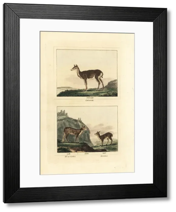 Framed Print : White-tailed deer, Sri Lankan axis and white-spotted chevrotain Framed Print : White-tailed deer, Sri Lankan axis and white-spotted chevrotain