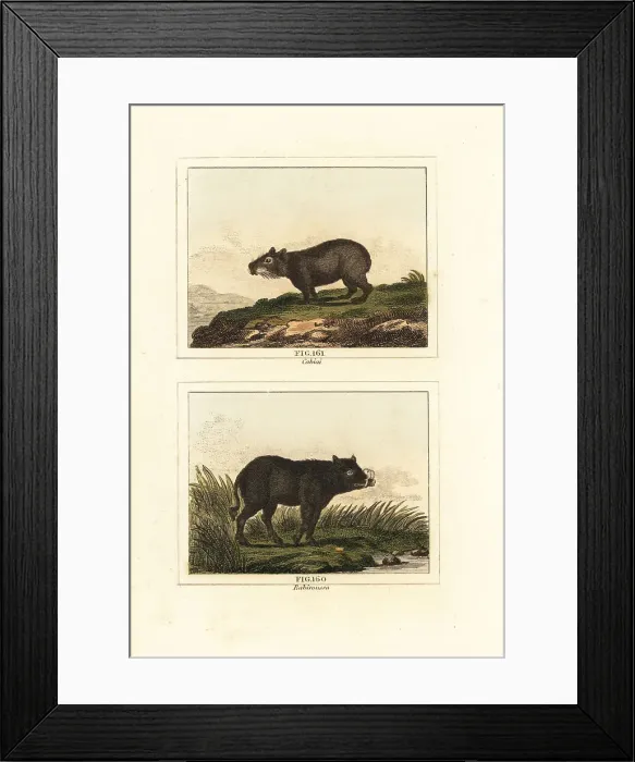 Framed Print : Capybara and babirusa Framed Print : Capybara and babirusa