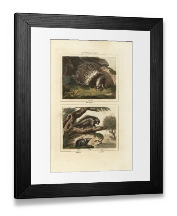 Framed Print : Porcupines and tenrec Framed Print : Porcupines and tenrec