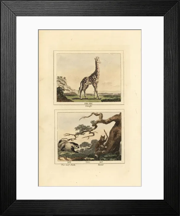 Framed Print : Giraffe, sloth and tarsier Framed Print : Giraffe, sloth and tarsier