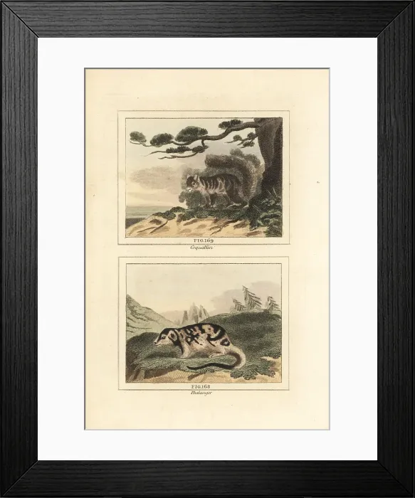 Framed Print : Variegated squirrel and spotted cuscus Framed Print : Variegated squirrel and spotted cuscus