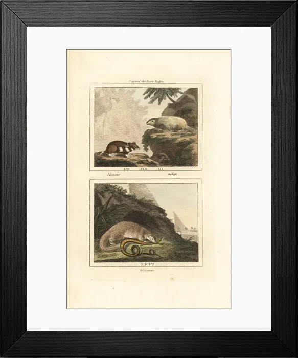 Framed Print : European hamster, bobak marmot and Egyptian mongoose Framed Print : European hamster, bobak marmot and Egyptian mongoose