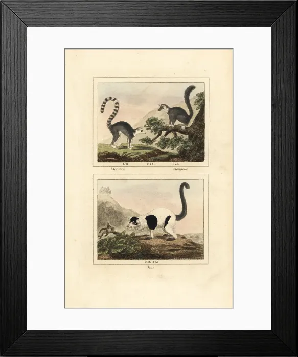 Framed Print : Species of lemur Framed Print : Species of lemur