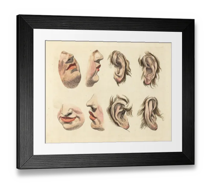 Framed Print : Figures of noses, chins, mouths, lips and ears Framed Print : Figures of noses, chins, mouths, lips and ears