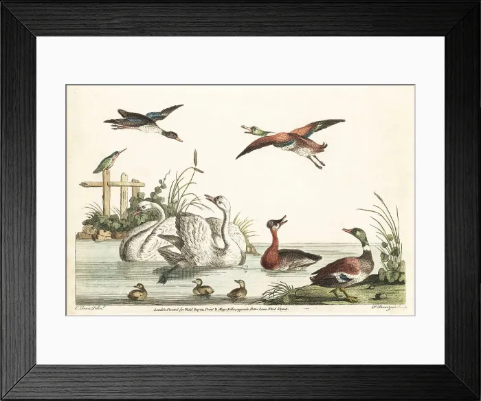 Framed Print : Bucolic pond scene with ducks, swans, kingfisher, chicks Framed Print : Bucolic pond scene with ducks, swans, kingfisher, chicks