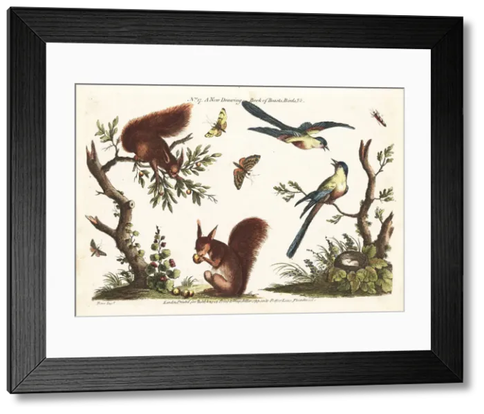 Framed Print : Decorative scenes with red squirrels, birds and insects Framed Print : Decorative scenes with red squirrels, birds and insects