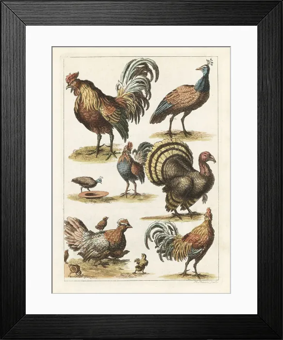 Framed Print : Cock, hen, turkey, crested peahen, etc Framed Print : Cock, hen, turkey, crested peahen, etc