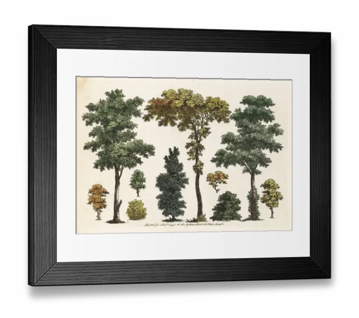 Framed Print : Figures of trees, bushes, foliage from an art tutorial book Framed Print : Figures of trees, bushes, foliage from an art tutorial book