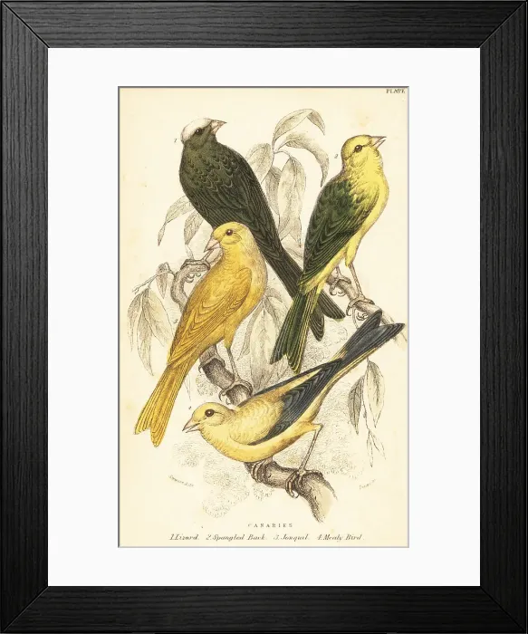 Framed Print : Varieties of canaries, Serinus canaria domestica Framed Print : Varieties of canaries, Serinus canaria domestica