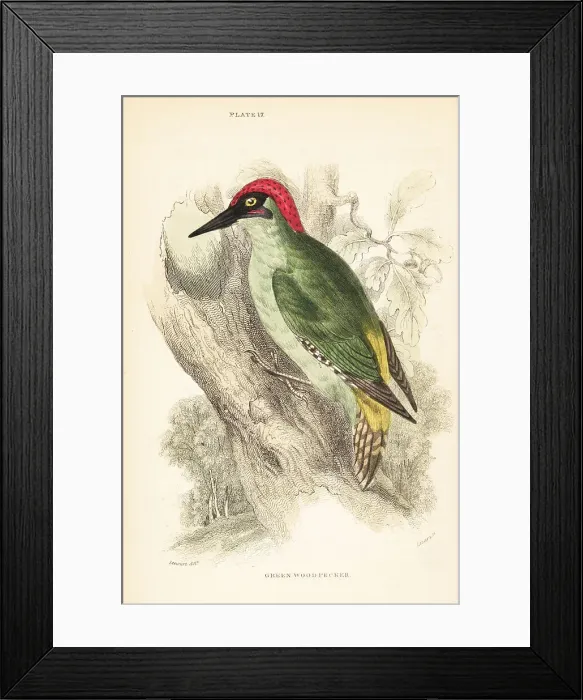 Framed Print : Green woodpecker. Picus viridis, perched on a tree Framed Print : Green woodpecker. Picus viridis, perched on a tree