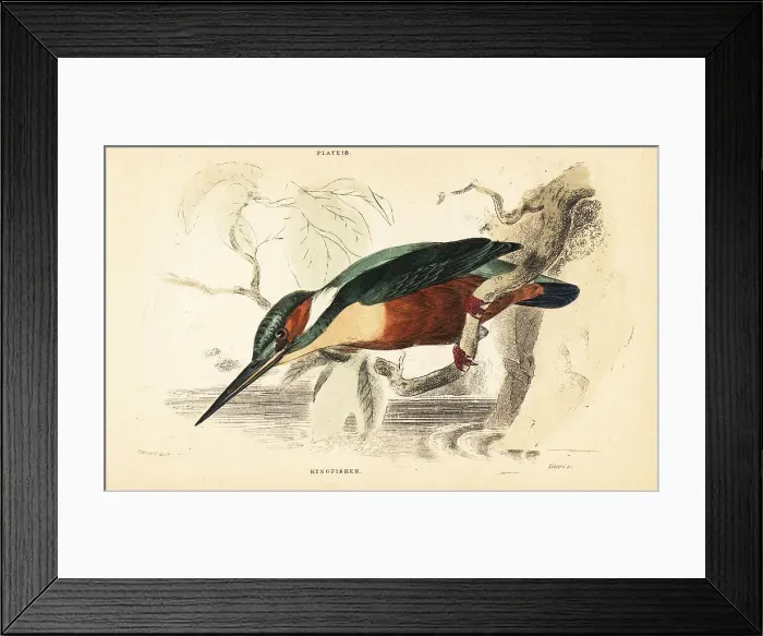 Framed Print : Common kingfisher, Alcedo atthis Framed Print : Common kingfisher, Alcedo atthis