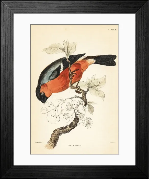 Framed Print : Eurasian bullfinch, Pyrrhula pyrrhula Framed Print : Eurasian bullfinch, Pyrrhula pyrrhula