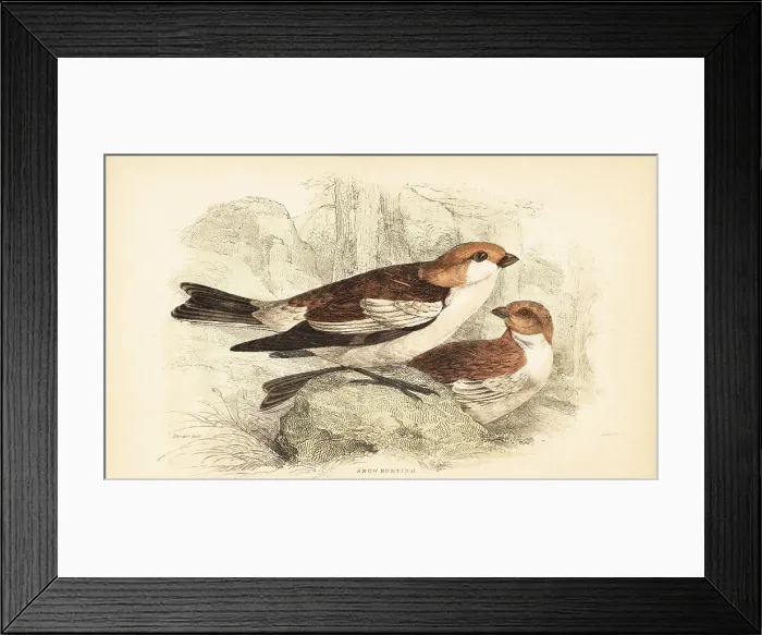 Framed Print : Snow bunting, Plectrophenax nivalis Framed Print : Snow bunting, Plectrophenax nivalis