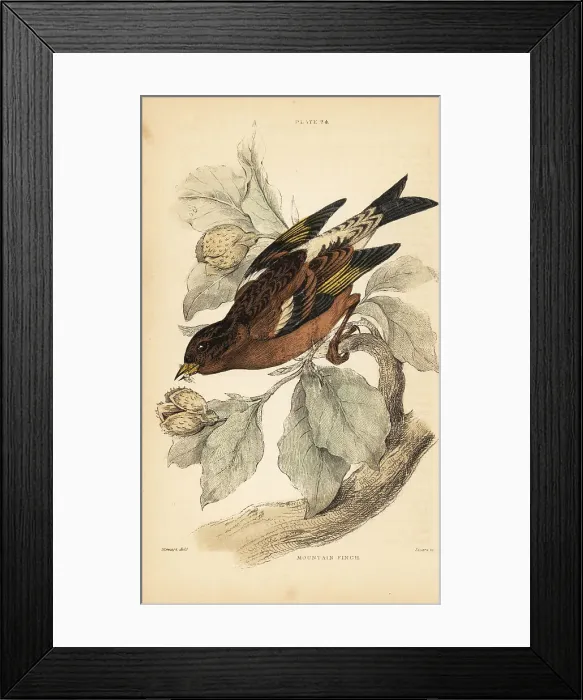 Framed Print : Mountain finch or brambling, Fringilla montifringilla Framed Print : Mountain finch or brambling, Fringilla montifringilla