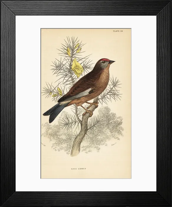 Framed Print : Common linnet, Linaria cannabina, perched on a branch Framed Print : Common linnet, Linaria cannabina, perched on a branch
