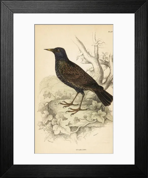 Framed Print : European starling, Sturnus vulgaris Framed Print : European starling, Sturnus vulgaris
