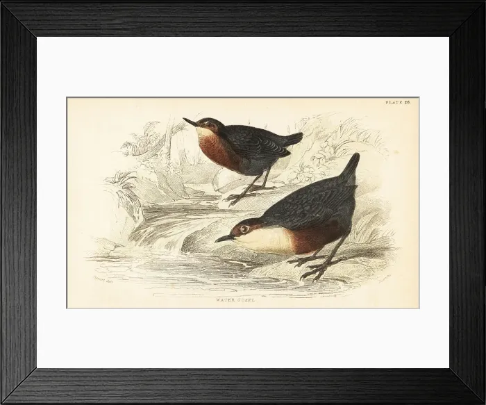 Framed Print : White-throated dipper or water ouzel, Cinclus cinclus Framed Print : White-throated dipper or water ouzel, Cinclus cinclus