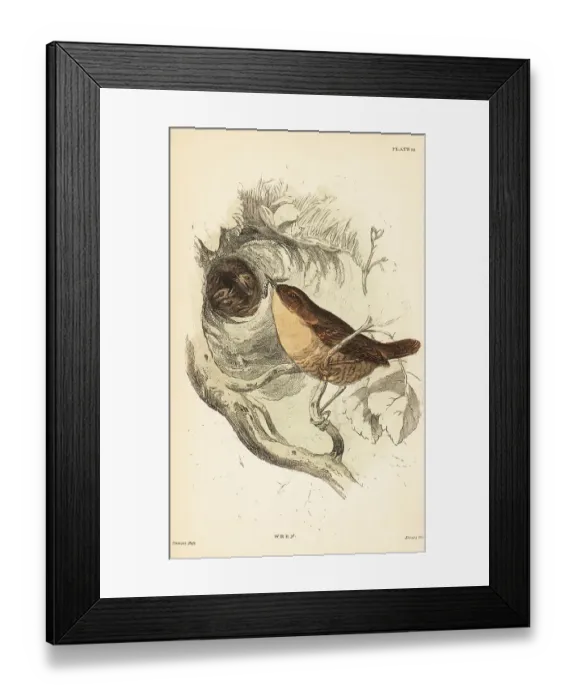 Framed Print : Eurasian wren, Troglodytes troglodytes Framed Print : Eurasian wren, Troglodytes troglodytes