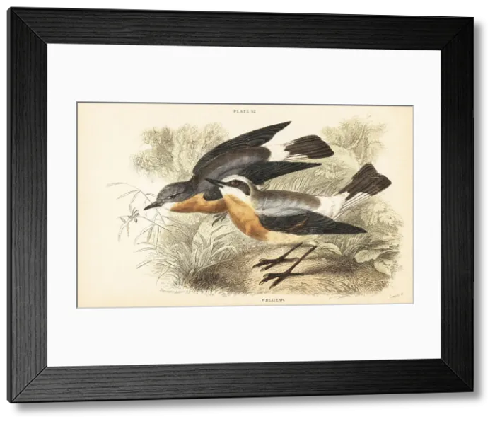 Framed Print : Northern wheatear, Oenanthe oenanthe Framed Print : Northern wheatear, Oenanthe oenanthe