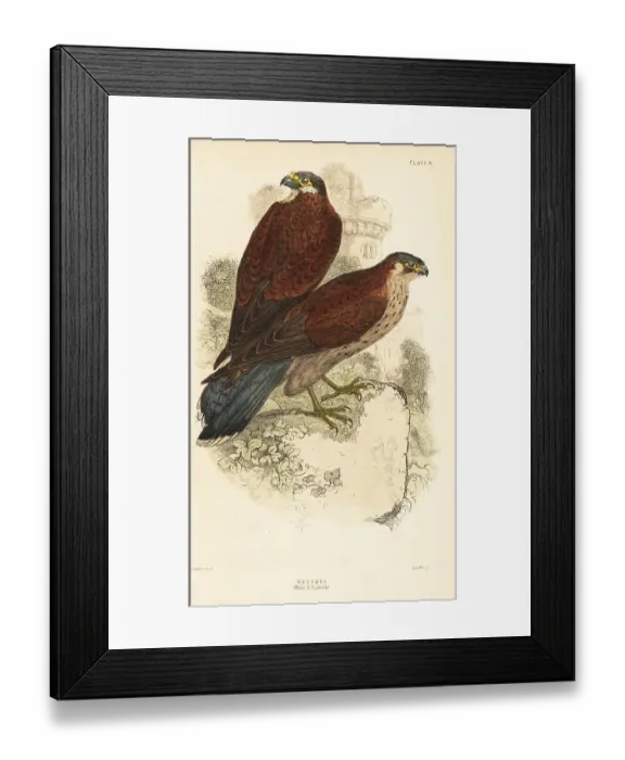 Framed Print : Kestrel, male and female, Falco tinnunculus, in front of a ruine Framed Print : Kestrel, male and female, Falco tinnunculus, in front of a ruine