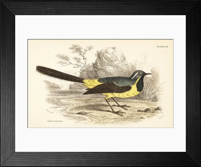 Framed Print : Grey wagtail, Motacilla cinerea Framed Print : Grey wagtail, Motacilla cinerea
