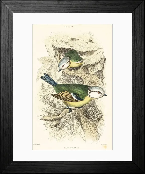 Framed Print : Eurasian blue tit, Cyanistes caeruleus Framed Print : Eurasian blue tit, Cyanistes caeruleus