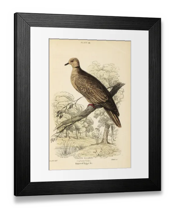 Framed Print : Barbary dove, Streptopelia risoria Framed Print : Barbary dove, Streptopelia risoria